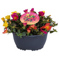 Portulaca 17 cm